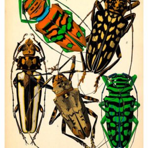 Vintage Nature, Natr-010