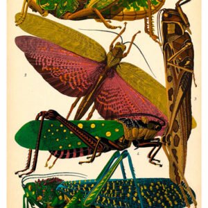 Vintage Nature, Natr-012