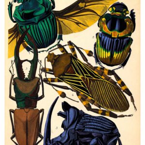 Vintage Nature, Natr-013