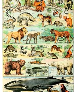 Vintage Nature, Natr-014
