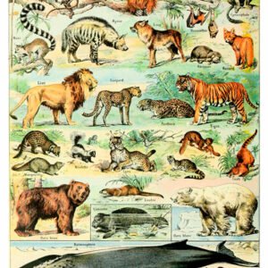 Vintage Nature, Natr-014