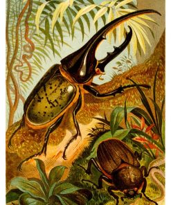 Vintage Nature, Natr-015