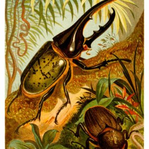 Vintage Nature, Natr-015