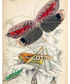 Vintage Nature, Natr-016