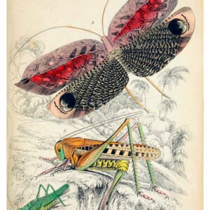 Vintage Nature, Natr-016