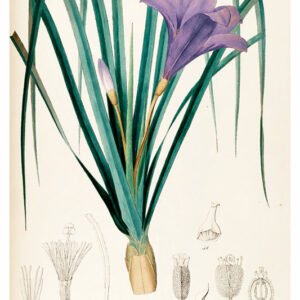 Vintage Nature, Natr-018