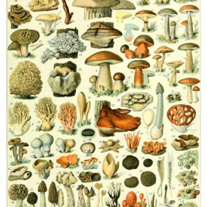 Vintage Nature, Natr-019