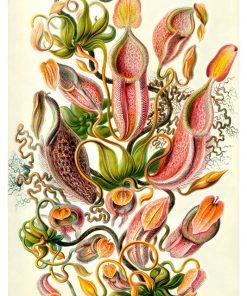 Vintage Nature, Natr-020