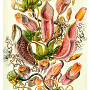 Vintage Nature, Natr-020