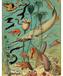 Vintage Nature, Natr-022