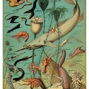 Vintage Nature, Natr-022