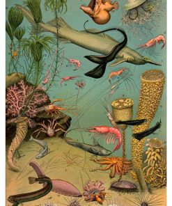 Vintage Nature, Natr-023