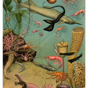 Vintage Nature, Natr-023