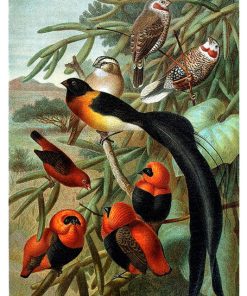 Vintage Nature, Natr-025