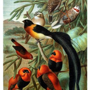 Vintage Nature, Natr-025