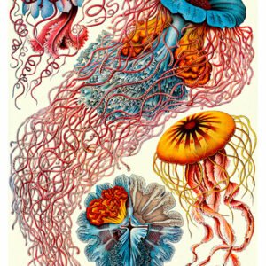 Vintage Nature, Natr-027