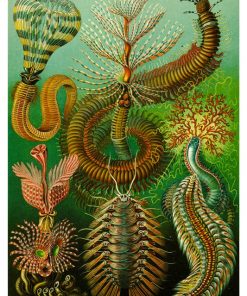 Vintage Nature, Natr-030