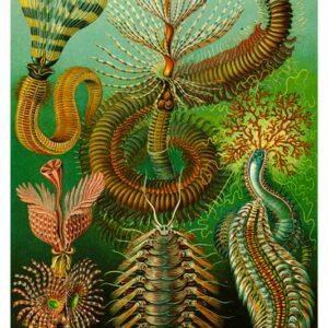 Vintage Nature, Natr-030