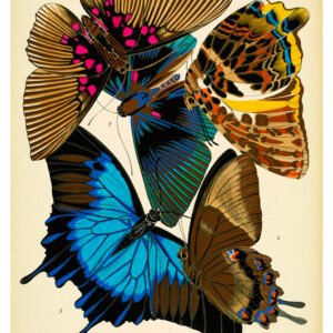 Vintage Nature, Natr-032