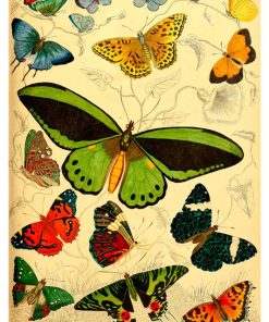 Vintage Nature, Natr-033