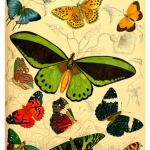 Vintage Nature, Natr-033