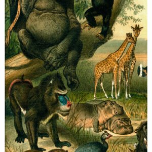 Vintage Nature, Natr-039