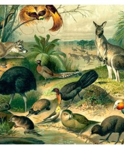 Vintage Nature, Natr-042