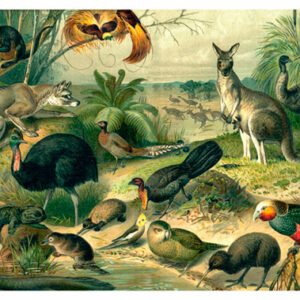 Vintage Nature, Natr-042