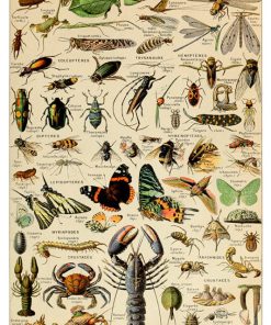 Vintage Nature, Natr-044