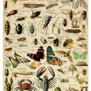 Vintage Nature, Natr-044