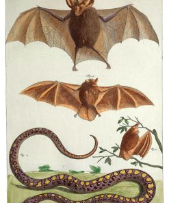 Vintage Nature, Natr-045