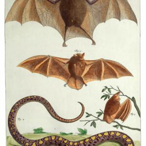 Vintage Nature, Natr-045