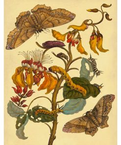Vintage Nature, Natr-046