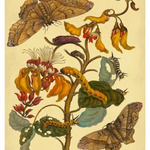 Vintage Nature, Natr-046