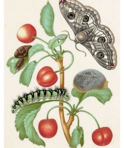 Vintage Nature, Natr-047