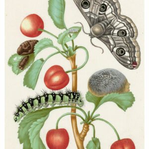 Vintage Nature, Natr-047