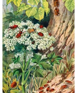 Vintage Nature, Natr-048