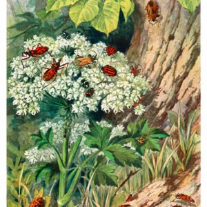 Vintage Nature, Natr-048