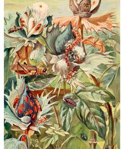 Vintage Nature, Natr-049