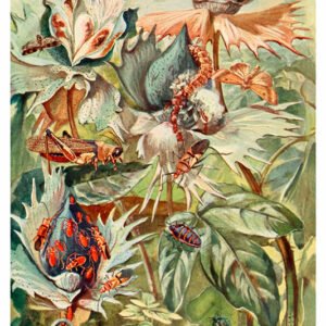 Vintage Nature, Natr-049