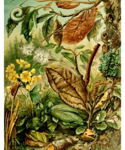 Vintage Nature, Natr-050