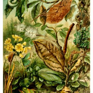 Vintage Nature, Natr-050