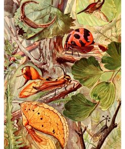 Vintage Nature, Natr-051