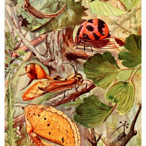 Vintage Nature, Natr-051