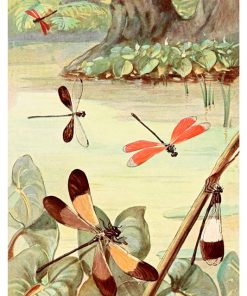 Vintage Nature, Natr-052