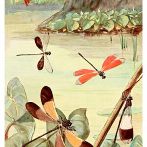 Vintage Nature, Natr-052