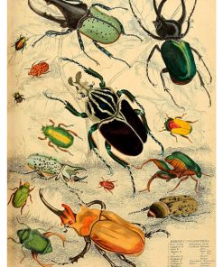 Vintage Nature, Natr-053