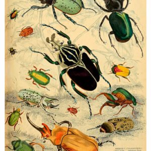 Vintage Nature, Natr-053