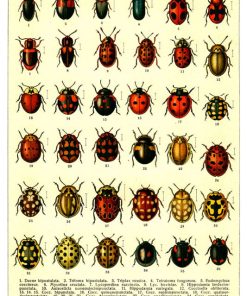 Vintage Nature, Natr-054