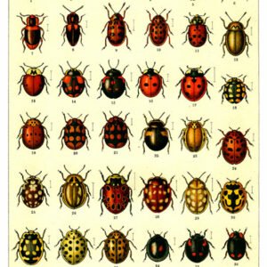 Vintage Nature, Natr-054